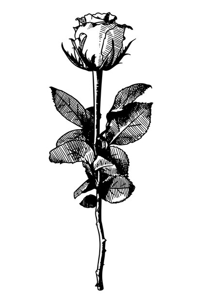 un dibujo de una flor con la palabra diente de león en él