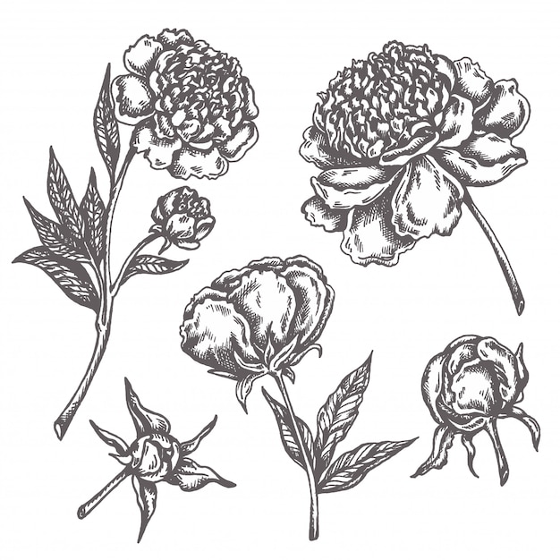Dibujo de flor de peonía Sketch Floral Botany Collection Dibujado a mano flores aisladas en blanco