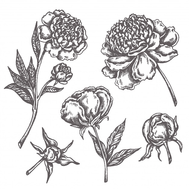 Vector dibujo de flor de peonía sketch floral botany collection dibujado a mano flores aisladas en blanco