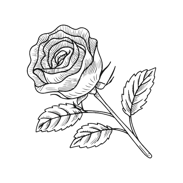 Un dibujo de una flor rosa con colores amarillo y naranja