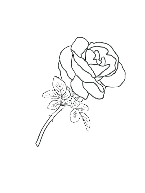 Dibujo de flor rosa vectorial