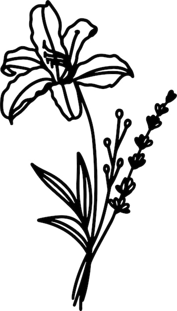 un dibujo de una flor con el título de lirio citado en ella