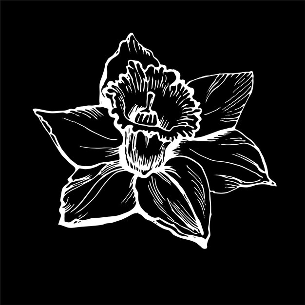 Dibujo floral dibujado a mano realista con flores Narciso, narcisos aislados sobre fondo negro.