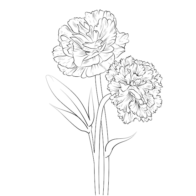 dibujo de flores de clavel rama dibujada a mano de ilustración botánica para colorear libro para adultos.