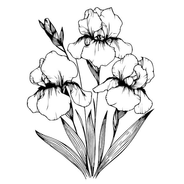 un dibujo de flores con la palabra lirio en él