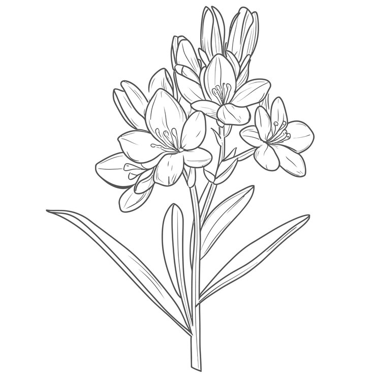 Vector un dibujo de flores que está dibujado en un fondo blanco