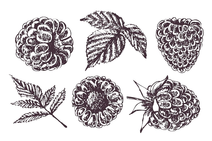 Vector dibujo de frambuesa conjunto de ilustración de dibujo de frambuesa
