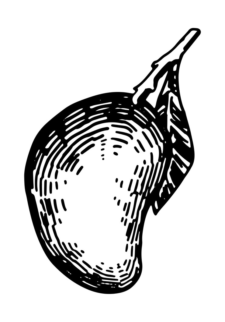 Vector dibujo de fruta de mango clipart doodle de fruta exótica fresca aislado en blanco ilustración de vector dibujado a mano en estilo de grabado