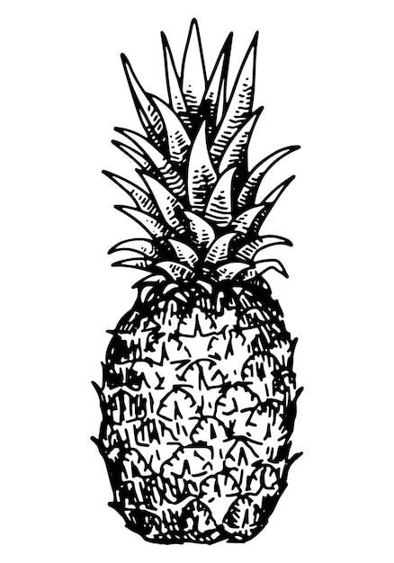 Dibujo de fruta de piña clipart Doodle de fruta tropical aislado en blanco Ilustración de vector dibujado a mano en estilo de grabado