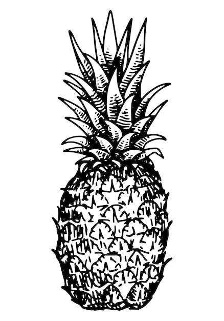 Dibujo de fruta de piña clipart doodle de fruta tropical aislado en blanco ilustración de vector dibujado a mano en estilo de grabado