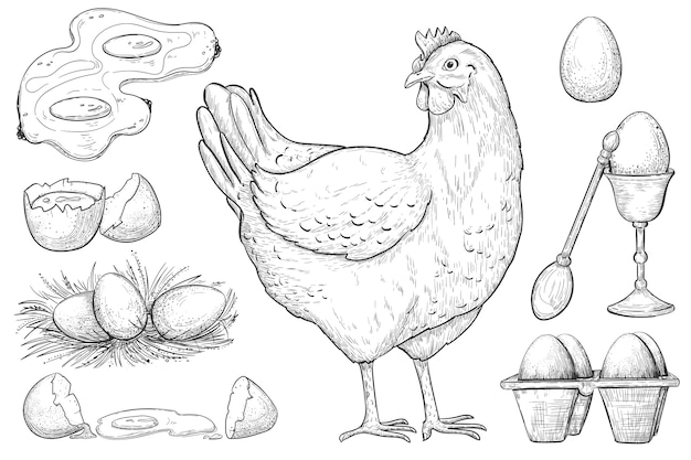 Dibujo de gallina y huevo.