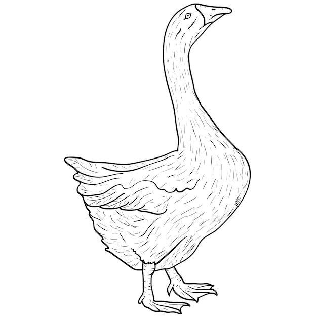 Dibujo de ganso gris sobre un fondo blanco Ilustración vectorial