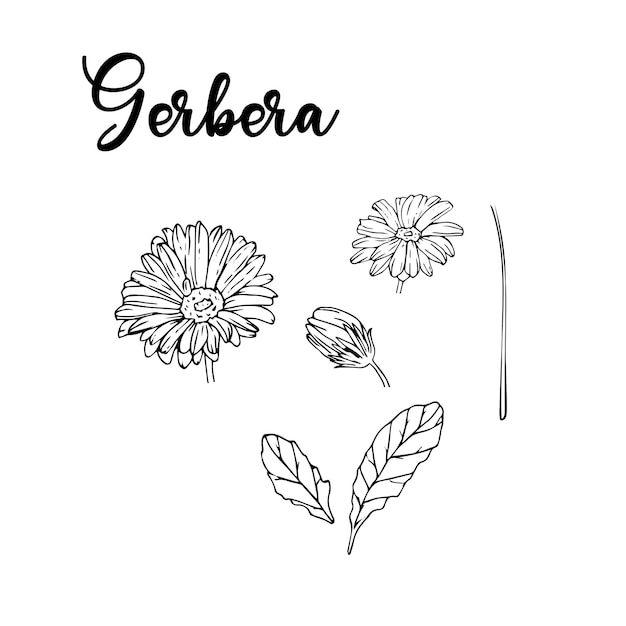 Dibujo de gerbera, flor blanca y negra con rama, hojas y pétalos, aislado en el fondo, ilustración vectorial para diseño floral.
