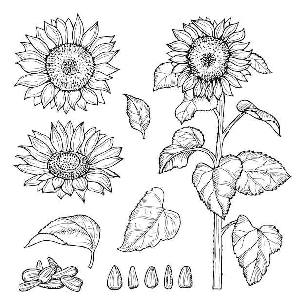 Dibujo de girasol semillas, colección de flores florecientes