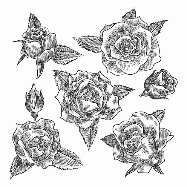 un dibujo de grabado a mano de flores de rosa Etroses y hojas de la colección de rosas