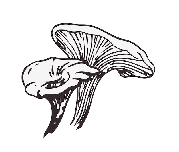 Vector dibujo gráfico en blanco y negro de hongos toadstool. perfecto para una impresión o logotipo.