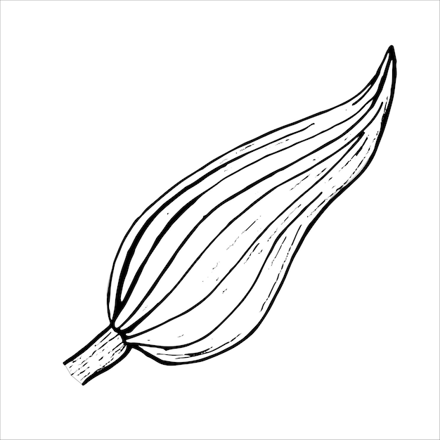 Dibujo gráfico de hoja botánica de flor de lirio dibujado a mano sobre un fondo blanco en formato vectorial