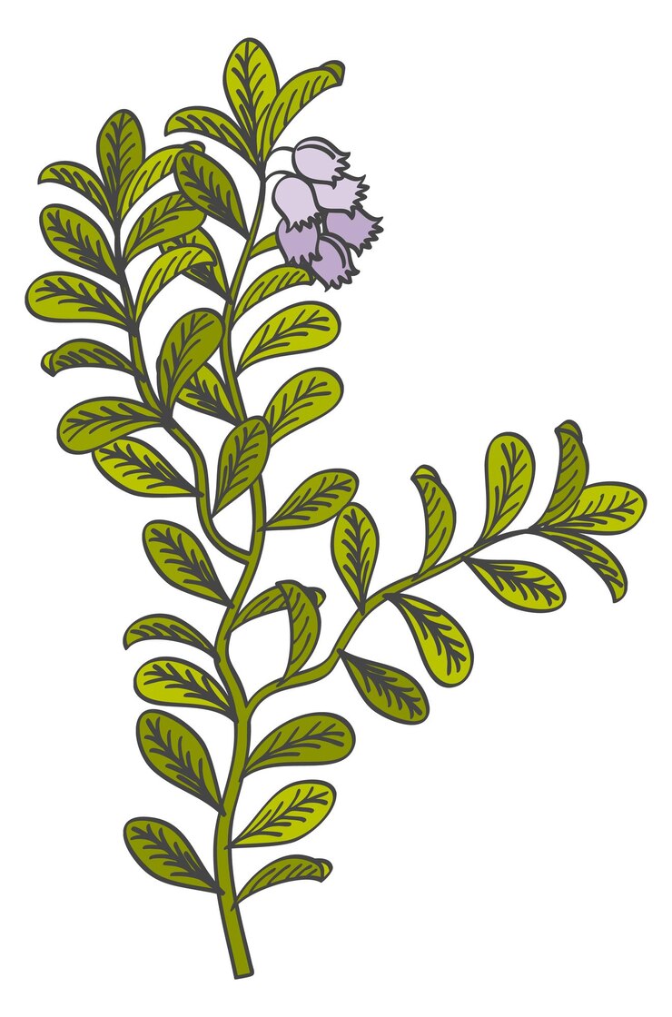 Vector dibujo de hierba verde icono de botánica flor azul
