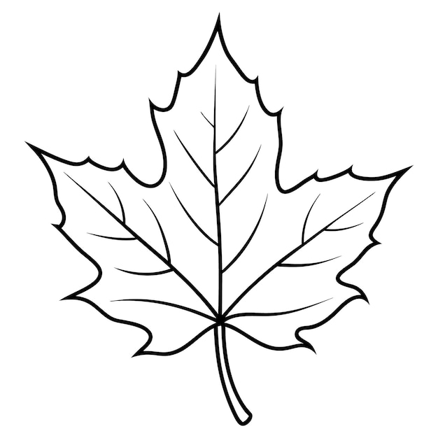 un dibujo de una hoja de arce con un dibujado de una página de arce