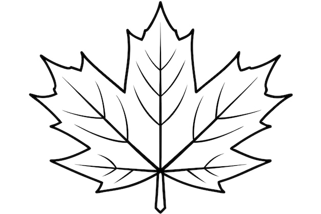 un dibujo de una hoja de arce con un fondo blanco que dice arce