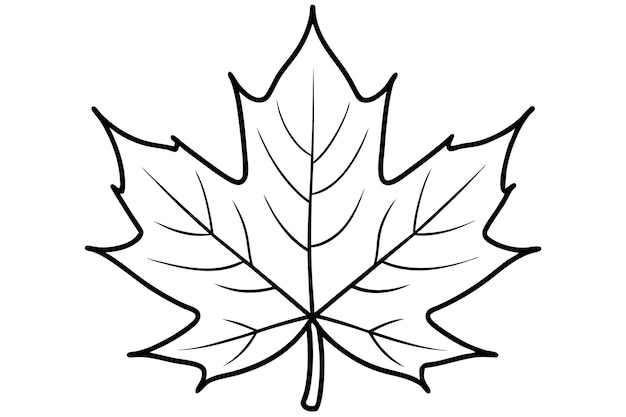 un dibujo de una hoja de arce con un fondo blanco que dice arce