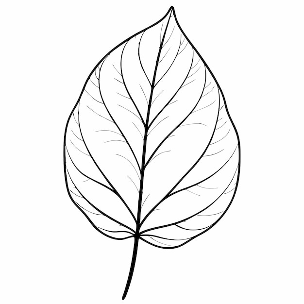 un dibujo de una hoja que tiene un contorno blanco