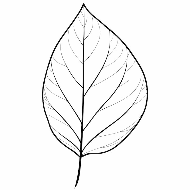 un dibujo de una hoja que tiene un contorno blanco