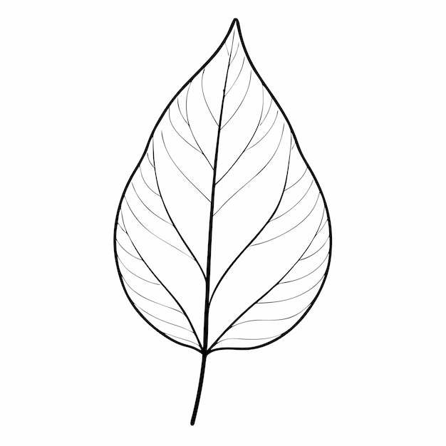un dibujo de una hoja que tiene un contorno blanco