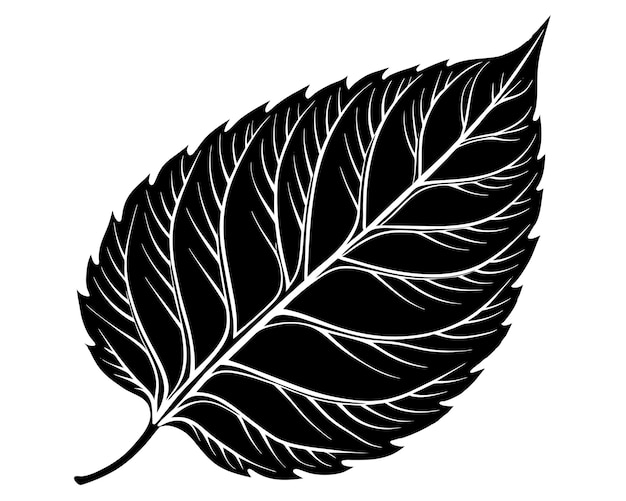 un dibujo de una hoja que tiene la palabra hoja en ella