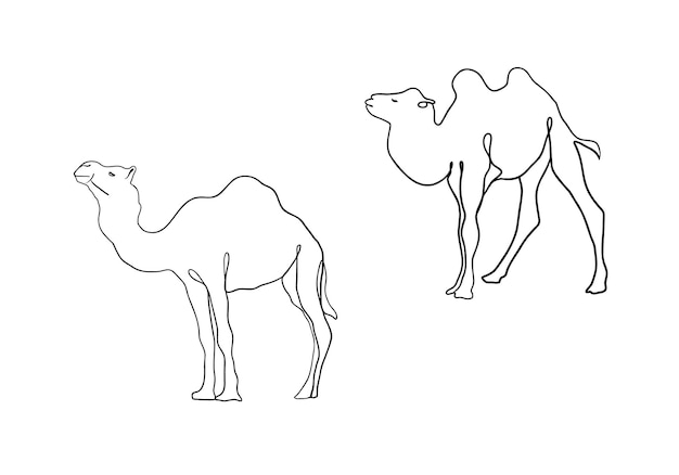 Dibujo de icono de una línea de camellos, boceto lineal, garabato