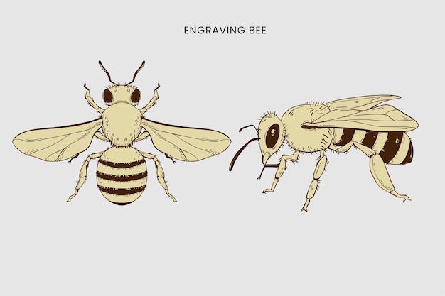 Dibujo Ilustración Abeja Dibujada A Mano