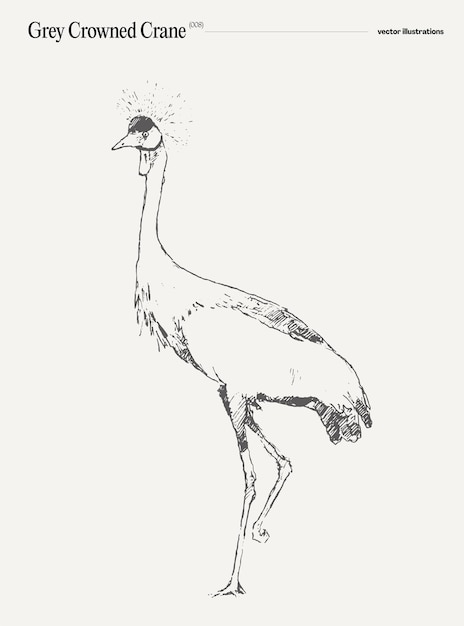 Dibujo de ilustración de vector dibujado a mano realista grulla coronada gris