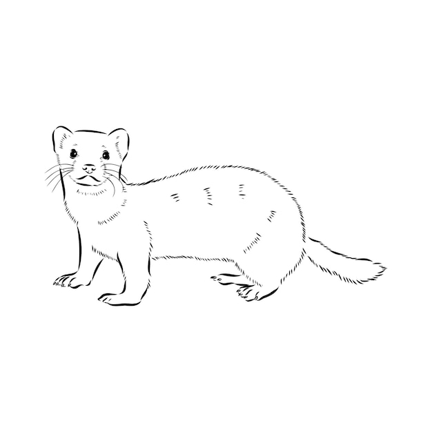 Dibujo de ilustración de vector de hurón aislado en ilustración de dibujo de vector animal de visón blanco
