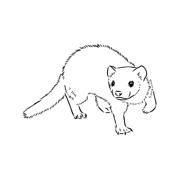 Dibujo de ilustración de vector de hurón aislado en ilustración de dibujo de vector animal de visón blanco