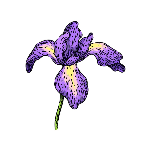 dibujo del iris del jardín, vector dibujado a mano