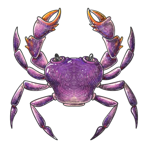 Dibujo a lápiz de un cangrejo morado