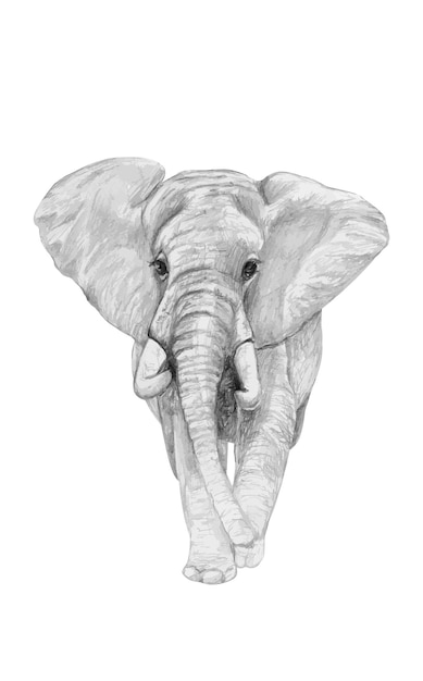 Vector dibujo a lápiz de un elefante