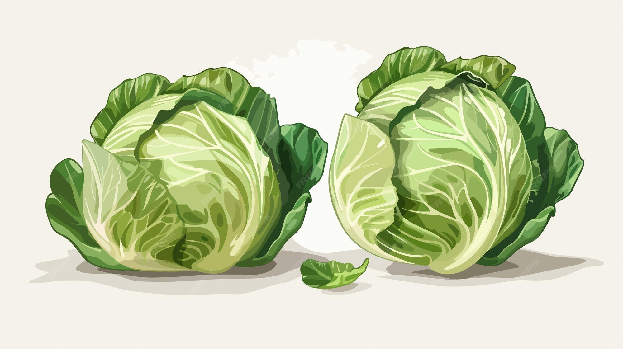Un dibujo de lechuga y repollo | Vector Premium
