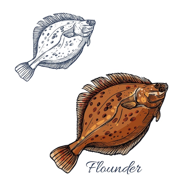 Vector dibujo de lenguado para diseño de pescados y mariscos