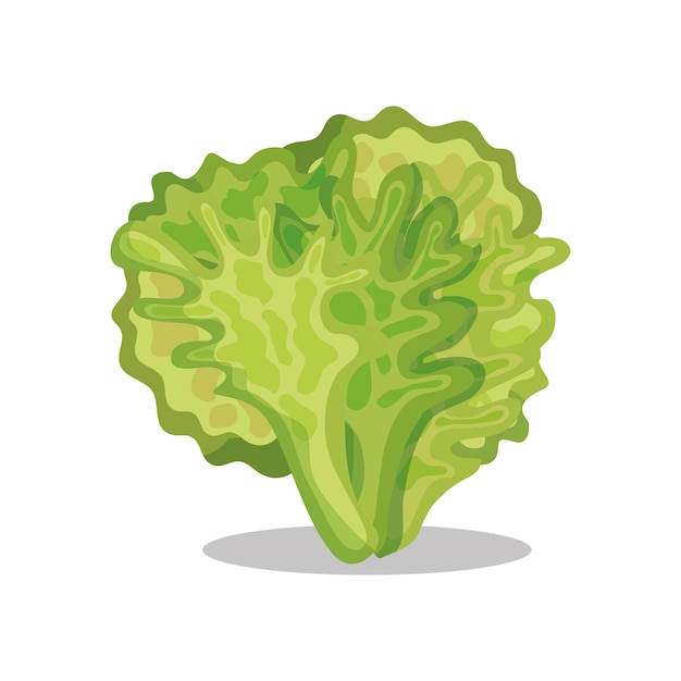 Dibujo de Letucce aislado sobre fondo blanco. ilustración vectorial