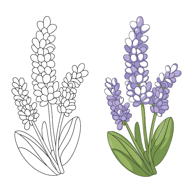 Un dibujo de un libro de colorear con contornos de flores