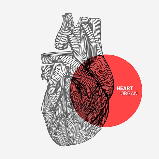 Dibujo de línea abstracta en forma de corazón humano.