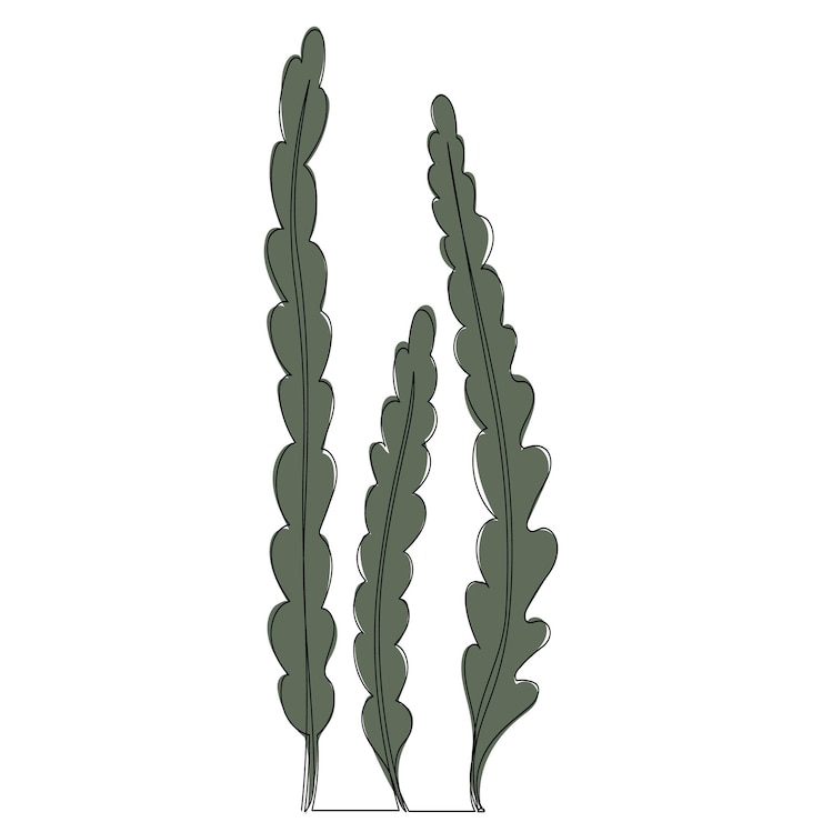 Vector dibujo de una línea de algas verdes aislado, vector