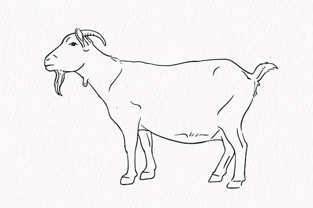 Dibujo de línea de animales domésticos cabra para contorno qurbani