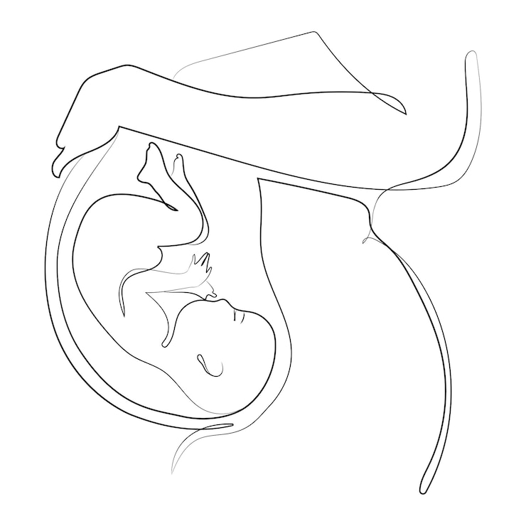 Vector dibujo de línea de arte mínimo vientre de mujer embarazada con bebé en el útero, ubicación anatómica del embrión