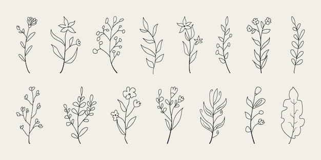 Dibujo de línea botánica de rama floral y hojas mínimas.