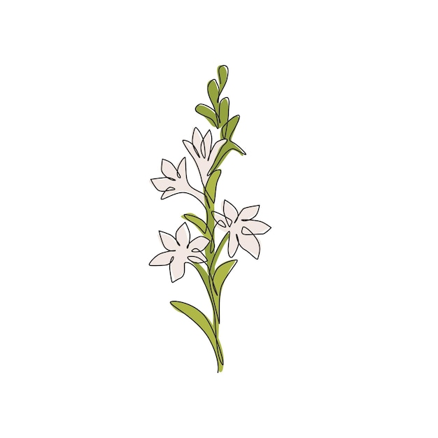 Un dibujo de línea continua de la belleza Polianthes tuberosa para la ilustración vectorial de diseño de decoración del hogar