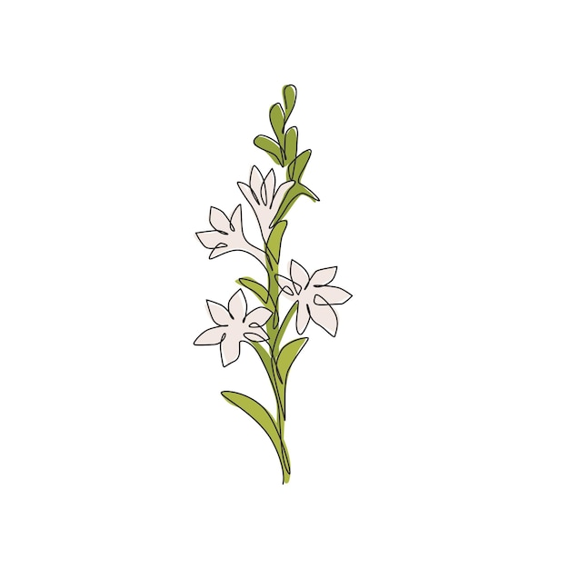 Vector un dibujo de línea continua de la belleza polianthes tuberosa para la ilustración vectorial de diseño de decoración del hogar