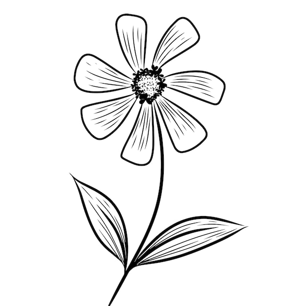 Dibujo de línea continua de la flor de Zinnia con hojas Ilustración vectorial