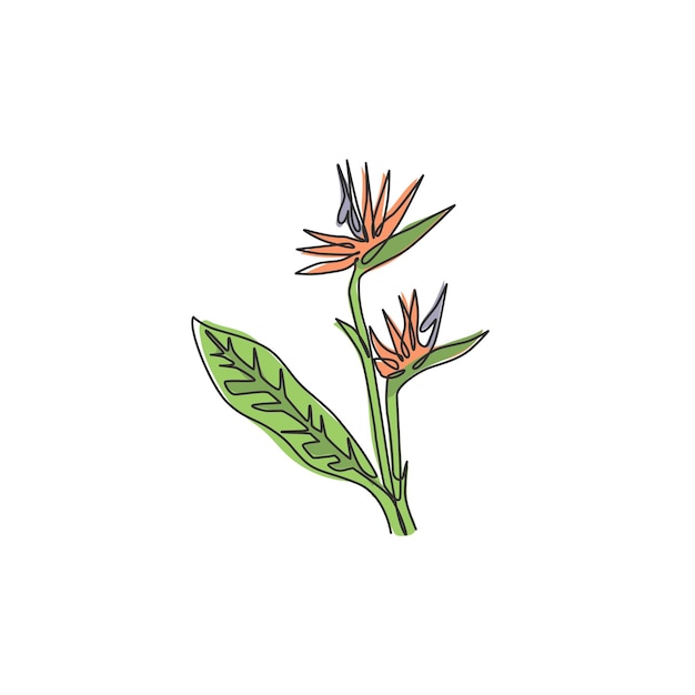 Un dibujo de línea continua pared de arte de strelitzia Vector de diseño de flores decorativas de pájaro del paraíso